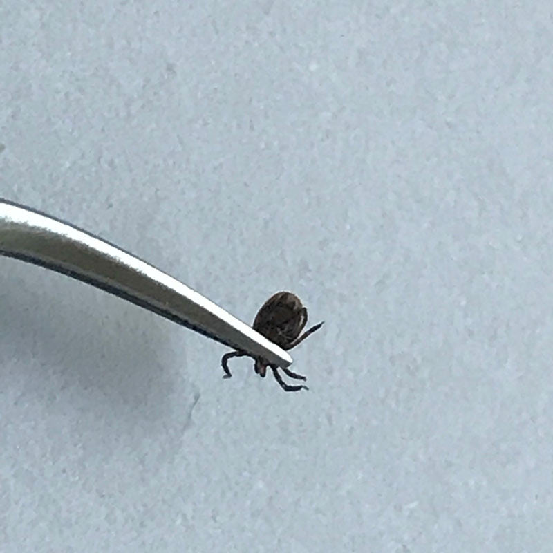 Tick tweezers curved stainless steel 12 cm