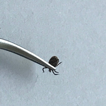 Zeckenpinzette gebogen Edelstahl rostfrei 12 cm
